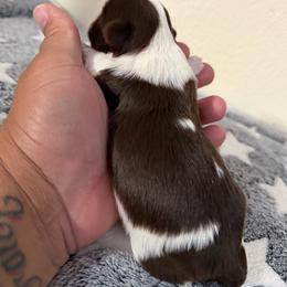 Katy - Liver female Shih Tzu puppy in Apple Valley, California from Garcia_shihtzu