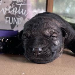 Purple collar - Sable female German Shepherd puppy in Pahrump, Nevada from Wachhund Kennels