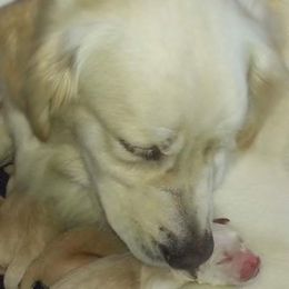 Golden Retriever Puppies from G & G Goldens