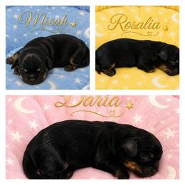 Cavalier King Charles Spaniel puppies from Moon Dream Cavaliers