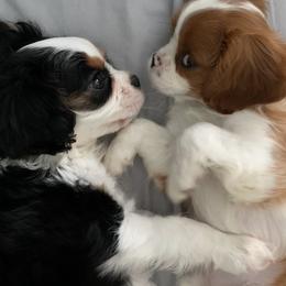 Cavalier King Charles Spaniels from Kids and Canines