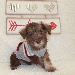 Miniature Schnauzer Puppies from Schnauzers on Robinson Lane