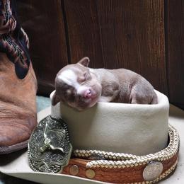 Stetson - Chocolate tri-color male American Bully puppy in Orlinda, Tennessee from SimplyBullies