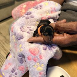 Miniature Pinscher Puppies from Bridget GreenBoddy