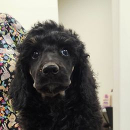 Nick - Phantom male Poodle puppy in Snowflake, Arizona from TaylorMade Standard Poodles