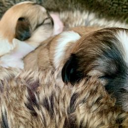Coton de Tulear Puppies from Catawba Cotons