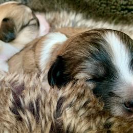 Coton de Tulear Puppies from Catawba Cotons