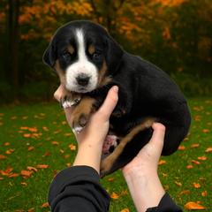 Bella - Orange - Black, white and red female Greater Swiss Mountain Dog puppy in Everett, Pennsylvania from Sweet Stream Swissies