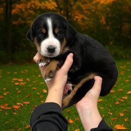 Bella - Orange - Black, white and red female Greater Swiss Mountain Dog puppy in Everett, Pennsylvania from Sweet Stream Swissies