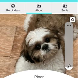 Shih Tzu Puppies from Duggers Shih Tzu