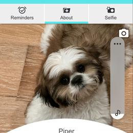 Shih Tzu Puppies from Duggers Shih Tzu
