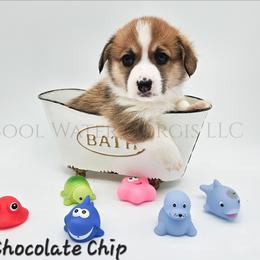 Chocolate Chip - Red male Pembroke Welsh Corgi puppy in Kiowa, Colorado from Cool Water Corgis LLC