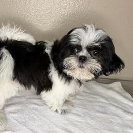 Simon - Black gold and white male Shih Tzu puppy in Oak Hills, California from High Desert  Shih Tzu