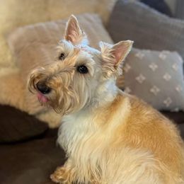 Senga - Scottish Terrier