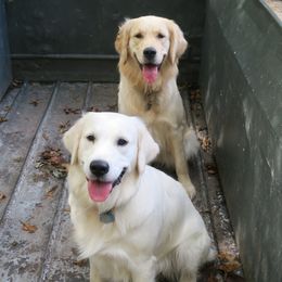 Golden Retrievers from Dharma's Way Golden Retrievers