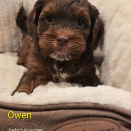 Owen - Brown and tan male Cockapoo puppy in Perry, Arkansas from Parker's Cockapoos