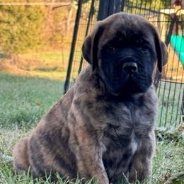 Clyde II - Brindle male Mastiff puppy in Carthage, Missouri from Mama’s Mastiffs