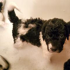 Double Doodle and Poodle Puppies from Perfect Poodles and Doodles LLC