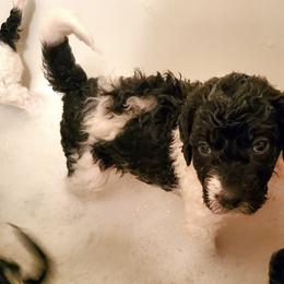 Double Doodle and Poodle Puppies from Perfect Poodles and Doodles LLC