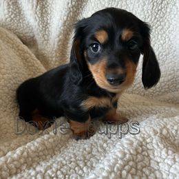 Boy 1 - Black and tan Dachshund puppy in Perris, California from Doxie_pupps