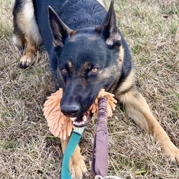 German Shepherd Puppies from Haus Kriegerhund