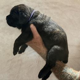 Purple - Black male Cane Corso puppy in Paris, Texas from Knucklehead Cane Corso