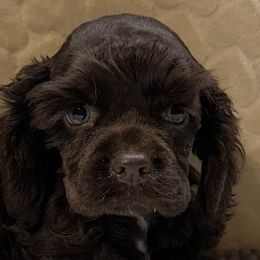 Boy 1 - Brown male Cocker Spaniel puppy in Defuniak Springs, Florida from Anastasia Knight's Cocker Spaniels