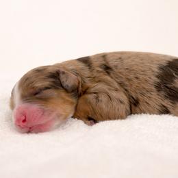 Nutmeg - Chocolate merle female Bernedoodle puppy in Temecula, California from Country Hills Doodles