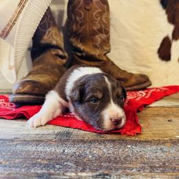 'Apollo' - Red tri-color male Australian Shepherd puppy in Durand, Wisconsin from Larson’s Legacy Aussome Aussie Kennels