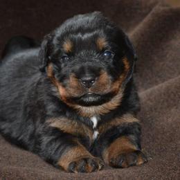 Rottweiler Puppies from Sharp Ridge Rottweilers