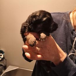 Girl2 - Black and tan female German Shepherd puppy in Nye, Montana from Duke AKC Shepherds