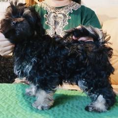 Kookla - Russian Tsvetnaya Bolonka