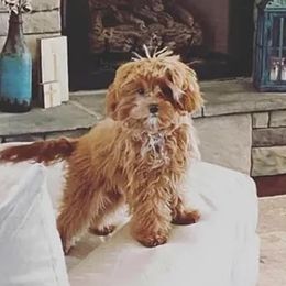 Assorted Doodle Crosses and Cavapoo Puppies from Chalk Creek Cavapoos and Cavapoochons