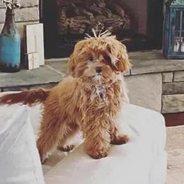 Assorted Doodle Crosses and Cavapoo Puppies from Chalk Creek Cavapoos and Cavapoochons