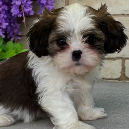 Londyn - Gold and white female Cavatzu puppy in Oklahoma from Rocky Oak Cavaliers & Biewer Terriers LLC