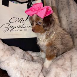 June Carter - Red merle female Toy Australian Shepherd puppy in Kenedy, Texas from C&W Signature Canine Co.