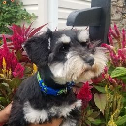 Miniature Schnauzers from Blackwell's Puppers