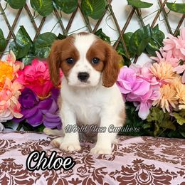 Chloe - Blenheim female Cavalier King Charles Spaniel puppy in Hollywood, Florida from World Class Cavaliers