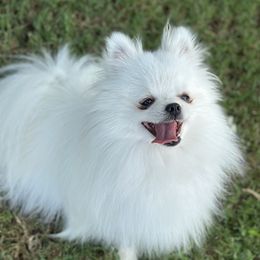 Cooper - Pomeranian