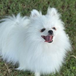Cooper - Pomeranian