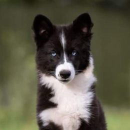 Irene - Yakutian Laika