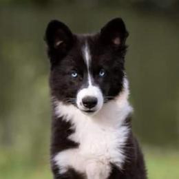 Irene - Yakutian Laika