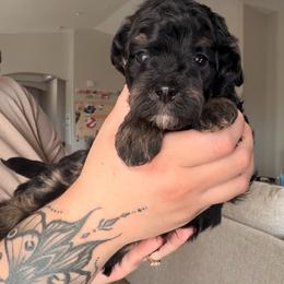 Otis (Mint) - Phantom male Bernedoodle puppy in Peoria, Arizona from Wroth's Paws