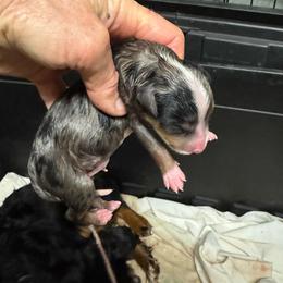 Blue Merle - Blue merle male Toy Australian Shepherd puppy in Billings, Montana from Chapman's Aussies