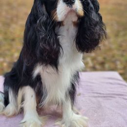 Grogu - Cavalier King Charles Spaniel
