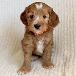 Orange Collar Boy - Red male Australian Labradoodle puppy in Thousand Oaks, California from Lovely Doodle Lane