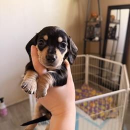 Harley (red) - Black and cream male Dachshund puppy in Modesto, California from Once Upon a Mini Dachshund