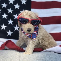 Goldendoodle, Schnoodle, and Sheepadoodle Puppies from Dood Ranch