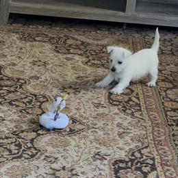 Hannah - White female West Highland White Terrier puppy in Kent, New York from Bellanca Westies