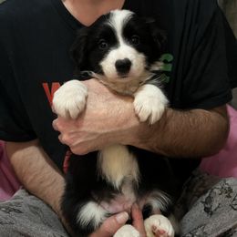 Male 3 - Black and white male Border Collie puppy in Memphis, New York from Dual Traxx Border Collies